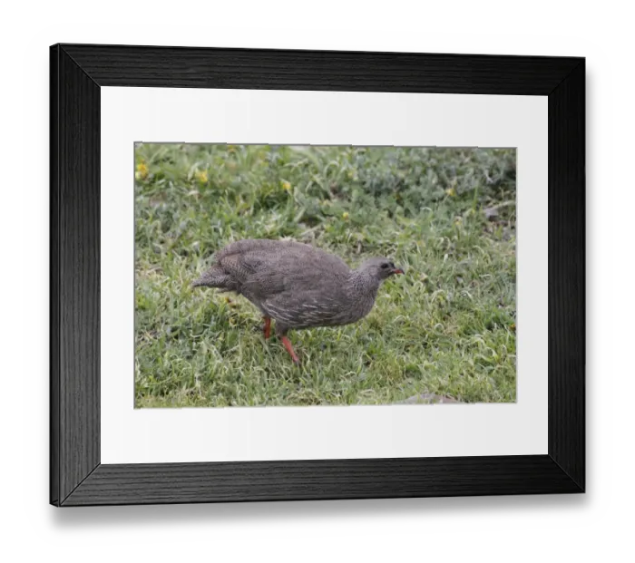 Framed Print : Cape Francolin (Pternistes capensis) adult, foraging on grass, Table Mountain N. P Framed Print : Cape Francolin (Pternistes capensis) adult, foraging on grass, Table Mountain N. P
