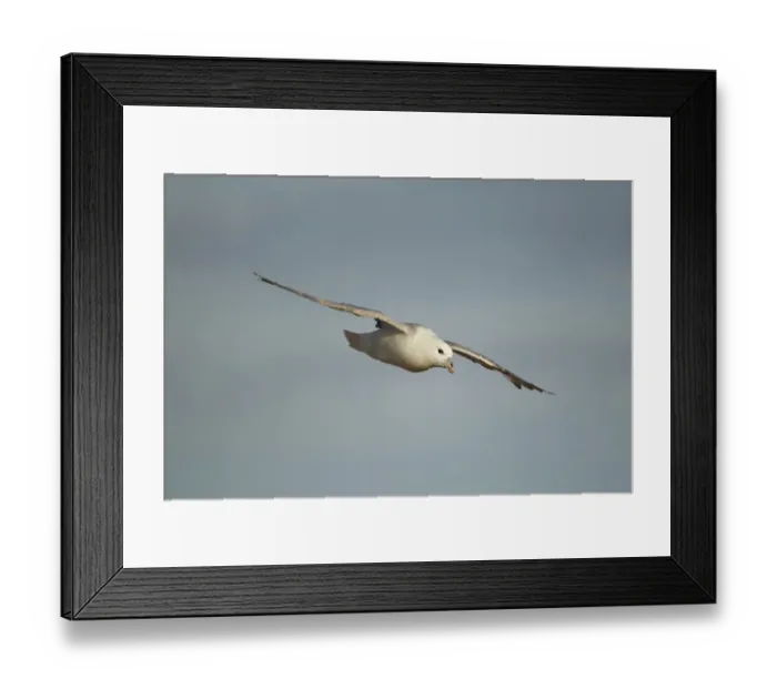 Framed Print : Northern Fulmar (Fulmarus glacialis) adult, in flight, gliding on sea breeze, Fair Isle, Shetland Islands, Scotland Framed Print : Northern Fulmar (Fulmarus glacialis) adult, in flight, gliding on sea breeze, Fair Isle, Shetland Islands, Scotland