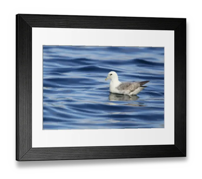 Framed Print : Northern Fulmar (Fulmarus glacialis) adult, swimming at sea, Shetland Islands, Scotland, June Framed Print : Northern Fulmar (Fulmarus glacialis) adult, swimming at sea, Shetland Islands, Scotland, June