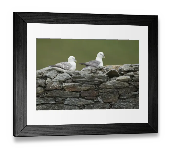Framed Print : Northern Fulmar (Fulmarus glacialis) adult pair, sitting on abandoned croft building, Shetland Islands, Scotland, June Framed Print : Northern Fulmar (Fulmarus glacialis) adult pair, sitting on abandoned croft building, Shetland Islands, Scotland, June