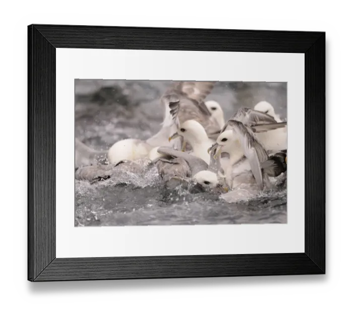 Framed Print : Northern Fulmar (Fulmarus glacialis) adults, group squabbling for food on sea surface, Iceland, June Framed Print : Northern Fulmar (Fulmarus glacialis) adults, group squabbling for food on sea surface, Iceland, June