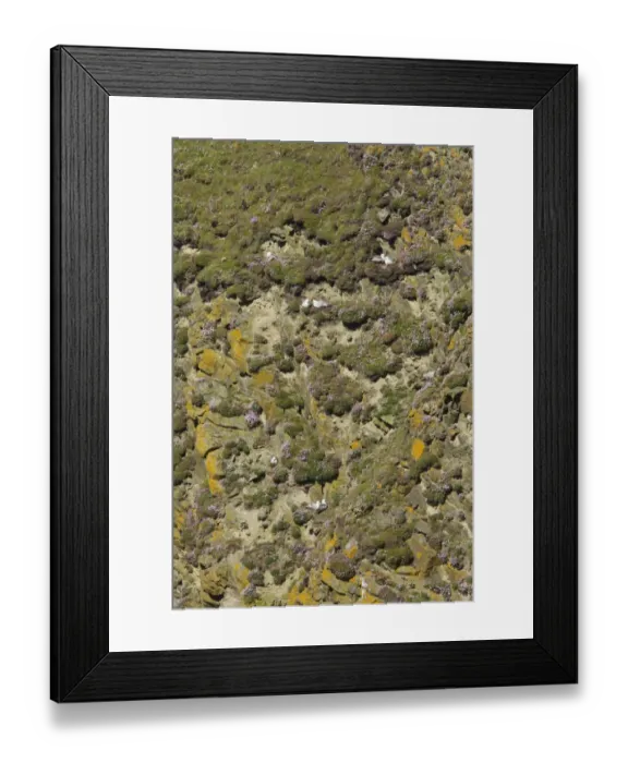 Framed Print : Northern Fulmar (Fulmarus glacialis) adult pairs, nesting amongst Thrift (Armeria maritima) flowering on cliff habitat