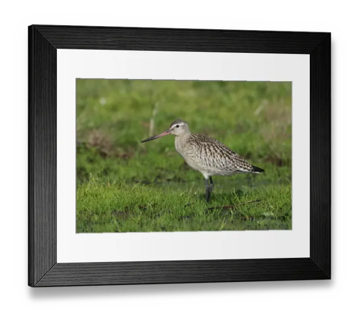 Framed Print : Bar-tailed Godwit (Limosa lapponica) juvenile, standing in damp field, on newly created Higher Level Stewardship land Framed Print : Bar-tailed Godwit (Limosa lapponica) juvenile, standing in damp field, on newly created Higher Level Stewardship land