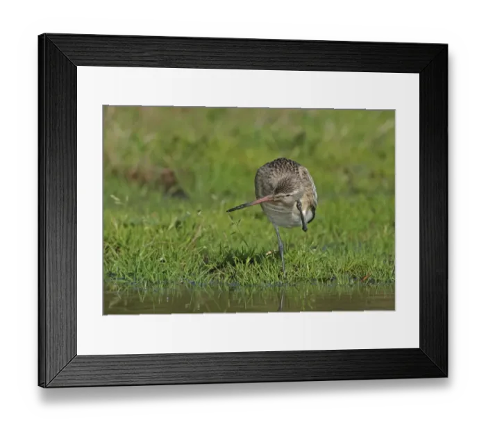 Framed Print : Bar-tailed Godwit (Limosa lapponica) juvenile, scratching head, standing in damp field Framed Print : Bar-tailed Godwit (Limosa lapponica) juvenile, scratching head, standing in damp field