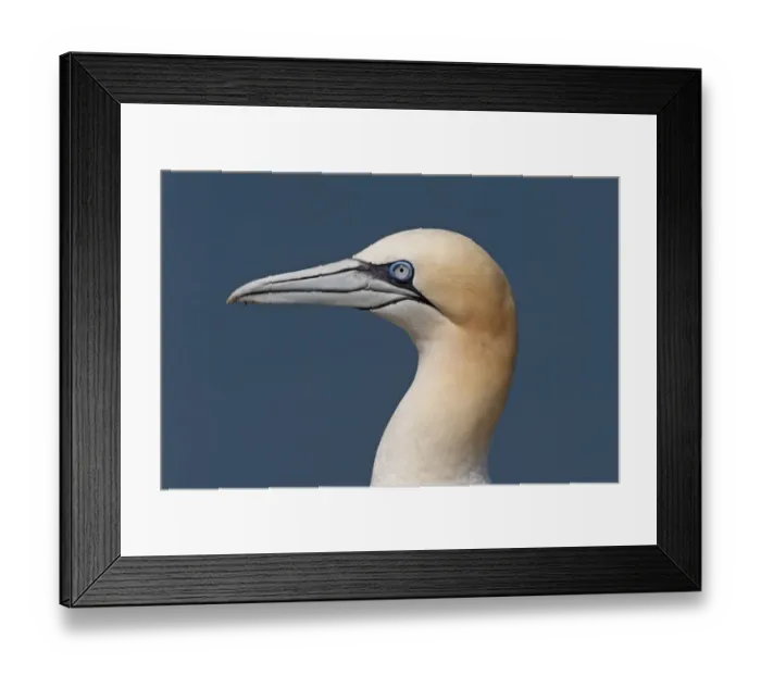 Framed Print : Northern Gannet (Morus bassanus) adult, close-up of head, Northumberland, England, july Framed Print : Northern Gannet (Morus bassanus) adult, close-up of head, Northumberland, England, july