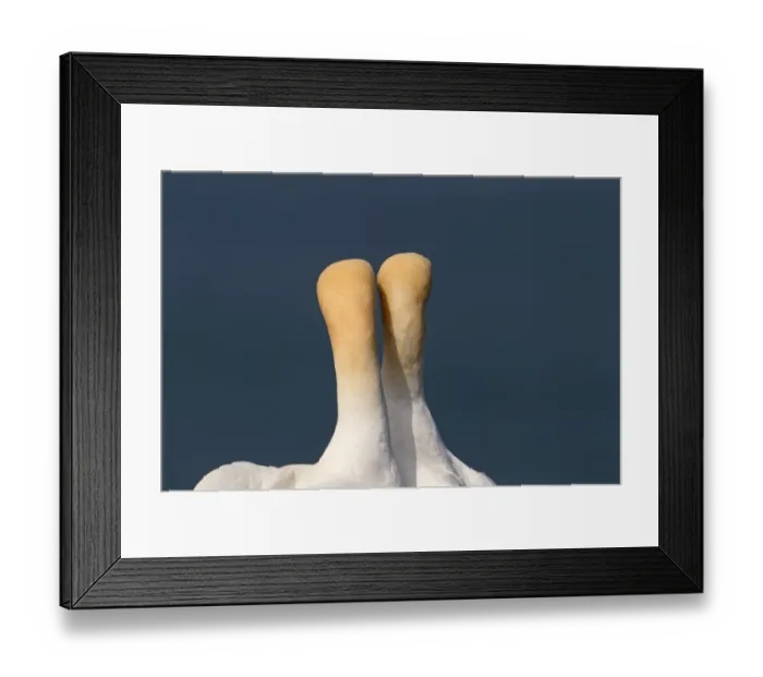 Framed Print : Northern Gannet (Morus bassanus) adult pair, close-up of back of heads and necks, displaying, Northumberland, England Framed Print : Northern Gannet (Morus bassanus) adult pair, close-up of back of heads and necks, displaying, Northumberland, England