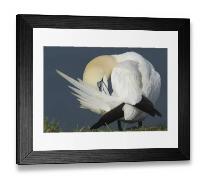 Framed Print : Northern Gannet (Morus bassanus) adult, preening, Bempton Cliffs RSPB Reserve, East Yorkshire, England, july Framed Print : Northern Gannet (Morus bassanus) adult, preening, Bempton Cliffs RSPB Reserve, East Yorkshire, England, july