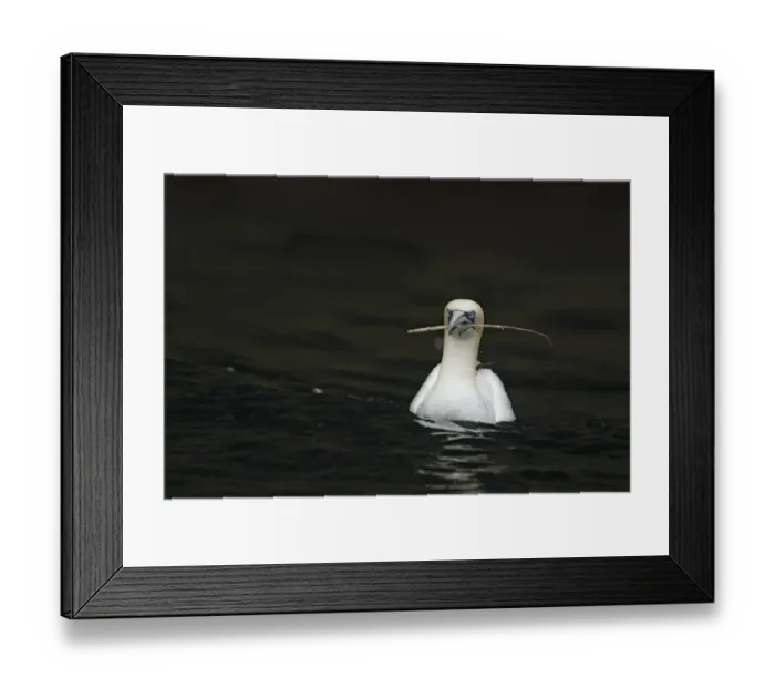 Framed Print : Northern Gannet (Morus bassanus) adult, swimming at sea, with nesting material in beak, Shetland Islands, Scotland Framed Print : Northern Gannet (Morus bassanus) adult, swimming at sea, with nesting material in beak, Shetland Islands, Scotland