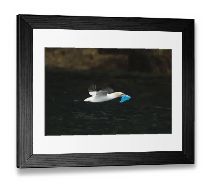 Framed Print : Northern Gannet (Morus bassanus) adult, in flight, carrying plastic bag for nesting material in beak, Shetland Islands Framed Print : Northern Gannet (Morus bassanus) adult, in flight, carrying plastic bag for nesting material in beak, Shetland Islands
