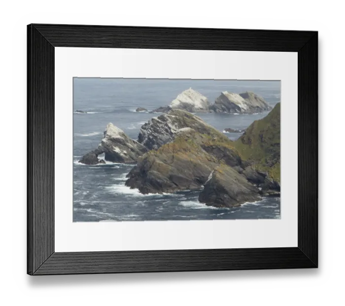 Framed Print : Northern Gannet (Morus bassanus) expanding nesting colony, on clifftops in coastal habitat Framed Print : Northern Gannet (Morus bassanus) expanding nesting colony, on clifftops in coastal habitat