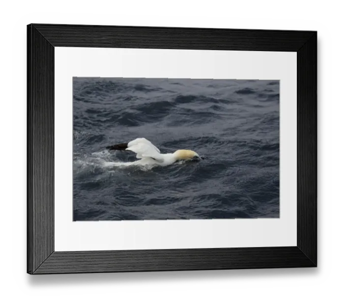 Framed Print : Northern Gannet (Morus bassanus) adult, looking for fish from sea surface, Shetland Islands, Scotland, June Framed Print : Northern Gannet (Morus bassanus) adult, looking for fish from sea surface, Shetland Islands, Scotland, June