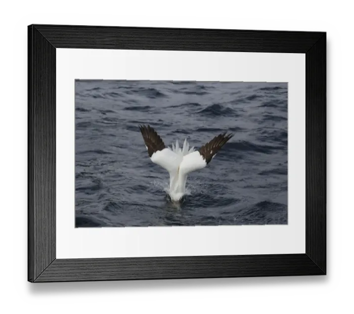 Framed Print : Northern Gannet (Morus bassanus) adult, diving for fish at sea, Shetland Islands, Scotland, June Framed Print : Northern Gannet (Morus bassanus) adult, diving for fish at sea, Shetland Islands, Scotland, June