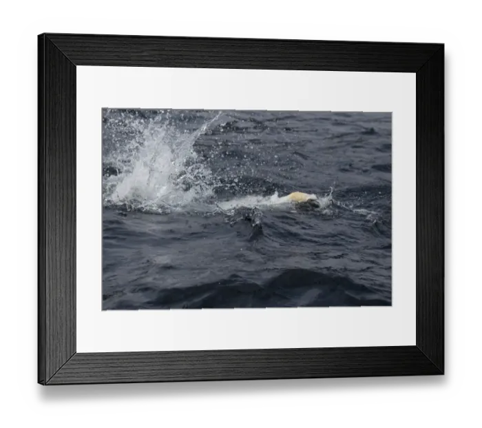 Framed Print : Northern Gannet (Morus bassanus) adult, diving for fish at sea, Shetland Islands, Scotland, June Framed Print : Northern Gannet (Morus bassanus) adult, diving for fish at sea, Shetland Islands, Scotland, June