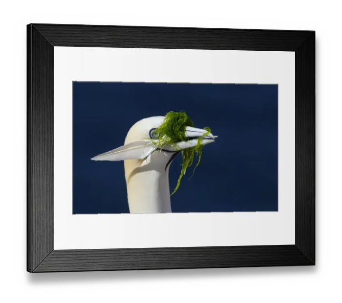 Framed Print : Northern Gannet (Morus bassanus) adult, close-up of head, collecting feather and seaweed in beak for nesting material Framed Print : Northern Gannet (Morus bassanus) adult, close-up of head, collecting feather and seaweed in beak for nesting material