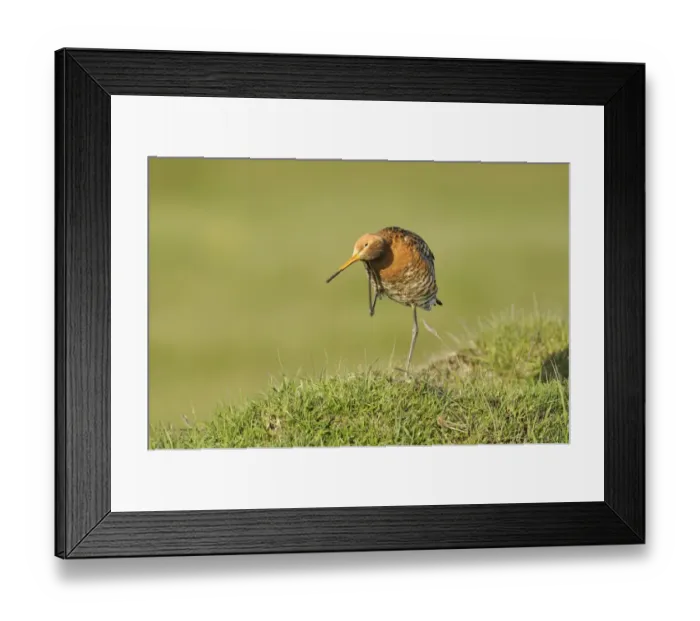 Framed Print : Black-tailed Godwit (Limosa limosa) adult, breeding plumage, preening, standing on grassy mound, Iceland, June Framed Print : Black-tailed Godwit (Limosa limosa) adult, breeding plumage, preening, standing on grassy mound, Iceland, June