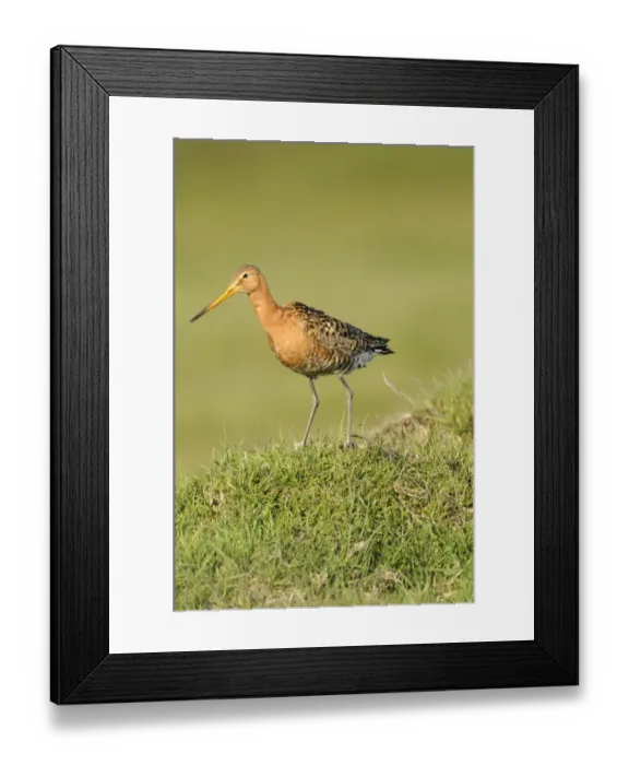 Framed Print : Black-tailed Godwit (Limosa limosa) adult, breeding plumage, preening, standing on grassy mound, Iceland, June Framed Print : Black-tailed Godwit (Limosa limosa) adult, breeding plumage, preening, standing on grassy mound, Iceland, June