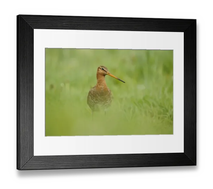 Framed Print : Black-tailed Godwit (Limosa limosa) adult, breeding plumage, standing in grassy field, Netherlands, May Framed Print : Black-tailed Godwit (Limosa limosa) adult, breeding plumage, standing in grassy field, Netherlands, May