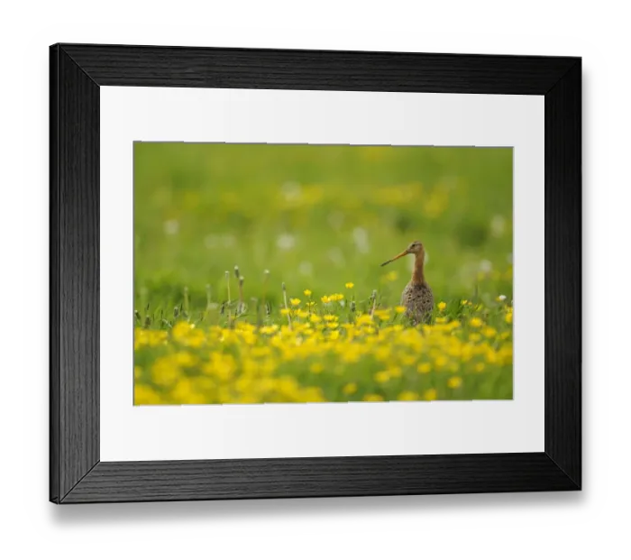 Framed Print : Black-tailed Godwit (Limosa limosa) adult, breeding plumage, standing amongst flowering buttercups in field