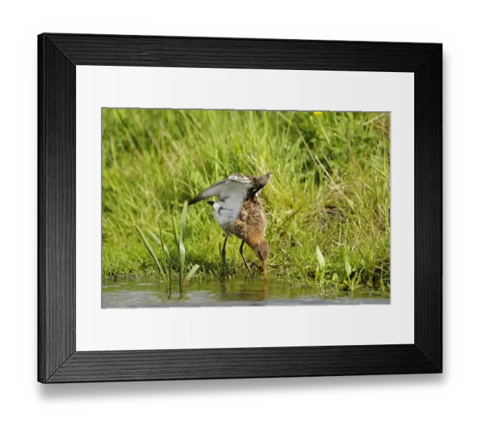 Framed Print : Black-tailed Godwit (Limosa limosa) adult, breeding plumage, drinking and stretching wings, Netherlands, May Framed Print : Black-tailed Godwit (Limosa limosa) adult, breeding plumage, drinking and stretching wings, Netherlands, May