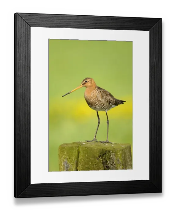 Framed Print : Black-tailed Godwit (Limosa limosa) adult, breeding plumage, standing on fencepost, Netherlands, May Framed Print : Black-tailed Godwit (Limosa limosa) adult, breeding plumage, standing on fencepost, Netherlands, May