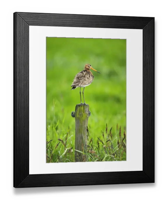 Framed Print : Black-tailed Godwit (Limosa limosa) adult, breeding plumage, standing on fencepost, Netherlands, May Framed Print : Black-tailed Godwit (Limosa limosa) adult, breeding plumage, standing on fencepost, Netherlands, May