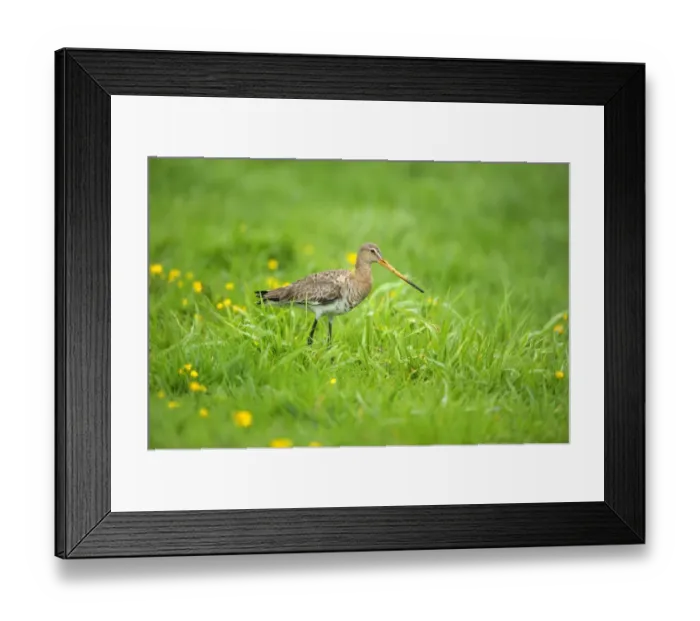 Framed Print : Black-tailed Godwit (Limosa limosa) adult, breeding plumage, walking in grassy field, Netherlands, May Framed Print : Black-tailed Godwit (Limosa limosa) adult, breeding plumage, walking in grassy field, Netherlands, May