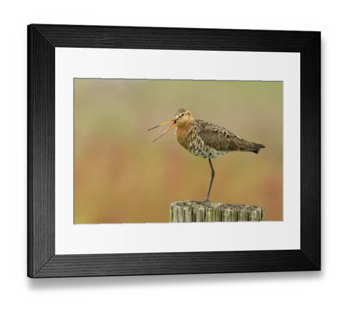 Framed Print : Black-tailed Godwit (Limosa limosa) adult, breeding plumage, calling, standing on post, Edam, Noord-Holland Framed Print : Black-tailed Godwit (Limosa limosa) adult, breeding plumage, calling, standing on post, Edam, Noord-Holland