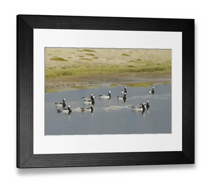 Framed Print : Barnacle Goose (Branta leucopsis) adults with goslings, maternity group swimming on small lake, Iceland, June Framed Print : Barnacle Goose (Branta leucopsis) adults with goslings, maternity group swimming on small lake, Iceland, June