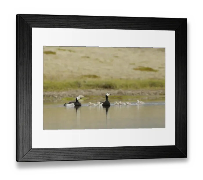 Framed Print : Barnacle Goose (Branta leucopsis) adult pair with goslings, swimming on small lake, Iceland, June Framed Print : Barnacle Goose (Branta leucopsis) adult pair with goslings, swimming on small lake, Iceland, June