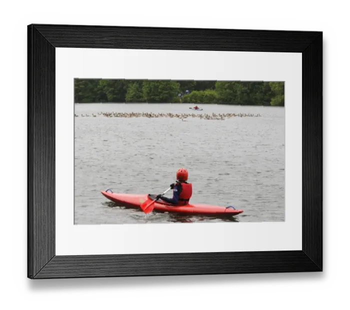 Framed Print : Greylag Goose (Anser anser) and Canada Goose (Branta canadensis) adults and young Framed Print : Greylag Goose (Anser anser) and Canada Goose (Branta canadensis) adults and young