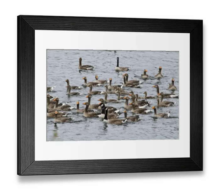 Framed Print : Greylag Goose (Anser anser) and Canada Goose (Branta canadensis) adults and young Framed Print : Greylag Goose (Anser anser) and Canada Goose (Branta canadensis) adults and young