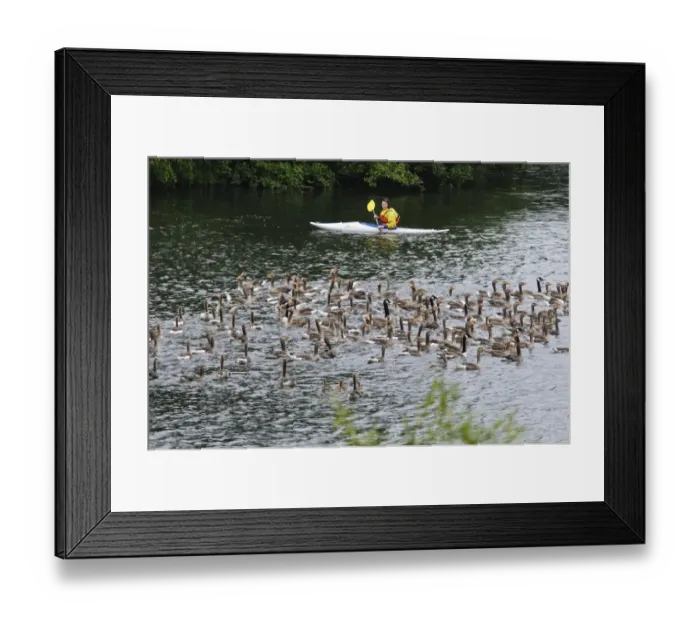 Framed Print : Greylag Goose (Anser anser) and Canada Goose (Branta canadensis) adults and young Framed Print : Greylag Goose (Anser anser) and Canada Goose (Branta canadensis) adults and young
