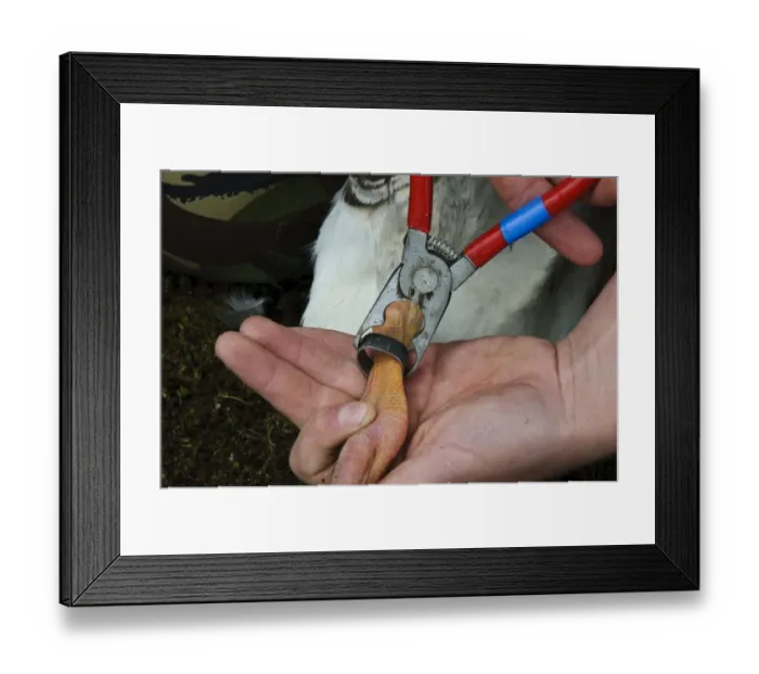 Framed Print : Greylag Goose (Anser anser) leg being fitted with metal ring by bird ringer, during annual goose roundup Framed Print : Greylag Goose (Anser anser) leg being fitted with metal ring by bird ringer, during annual goose roundup