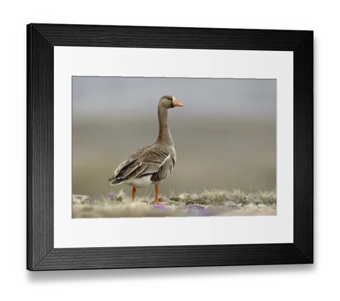 Framed Print : Greater White-fronted Goose (Anser albifrons) adult, standing on tundra, Nunavut, Canada, July