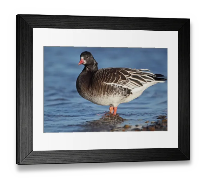 Framed Print : Lesser White-fronted Goose (Anser erythropus) x Rosss Goose (Anser rossii) hybrid, standing in shallow water Framed Print : Lesser White-fronted Goose (Anser erythropus) x Rosss Goose (Anser rossii) hybrid, standing in shallow water