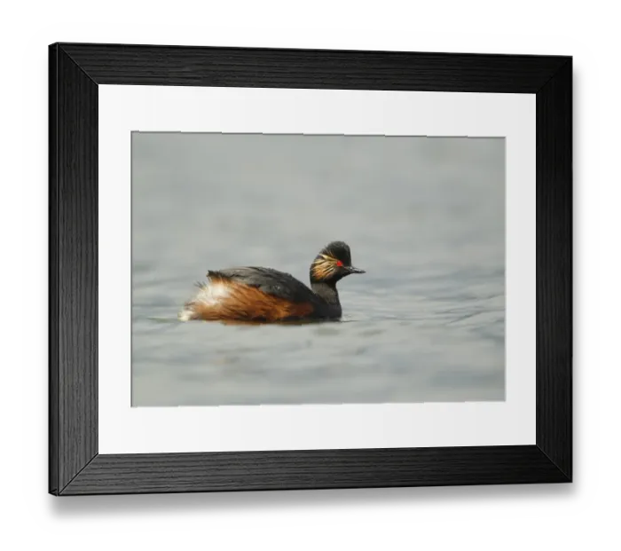 Framed Print : Black-necked Grebe (Podiceps nigricollis) adult, breeding plumage, swimming, Netherlands, May Framed Print : Black-necked Grebe (Podiceps nigricollis) adult, breeding plumage, swimming, Netherlands, May