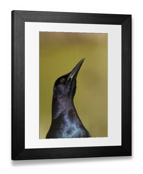 Framed Print : Common Grackle (Quiscalus quiscula) adult male, close-up of head, displaying to attract female, Orlando, Florida Framed Print : Common Grackle (Quiscalus quiscula) adult male, close-up of head, displaying to attract female, Orlando, Florida