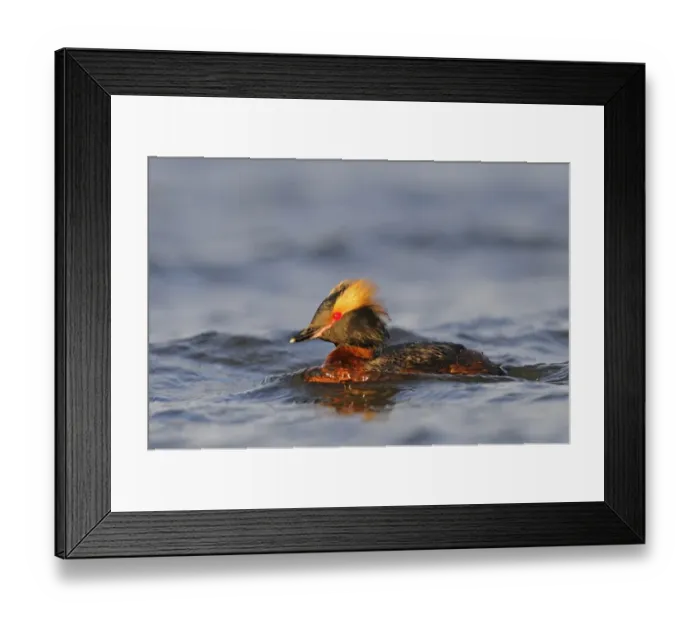 Framed Print : Slavonian Grebe (Podiceps auritus) adult, breeding plumage, swimming, Iceland, June Framed Print : Slavonian Grebe (Podiceps auritus) adult, breeding plumage, swimming, Iceland, June