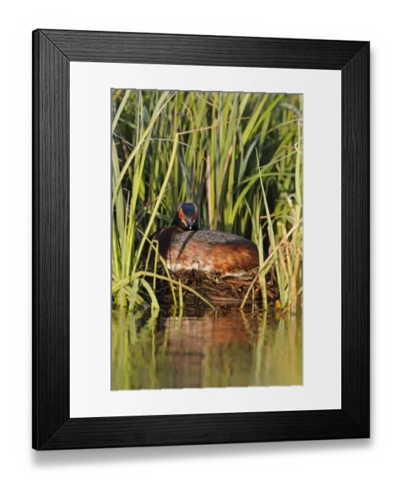 Framed Print : Slavonian Grebe (Podiceps auritus) adult, breeding plumage, sitting on nest in reedbed, Iceland, June Framed Print : Slavonian Grebe (Podiceps auritus) adult, breeding plumage, sitting on nest in reedbed, Iceland, June
