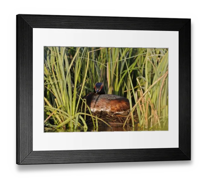 Framed Print : Slavonian Grebe (Podiceps auritus) adult, breeding plumage, sitting on nest in reedbed, Iceland, June Framed Print : Slavonian Grebe (Podiceps auritus) adult, breeding plumage, sitting on nest in reedbed, Iceland, June
