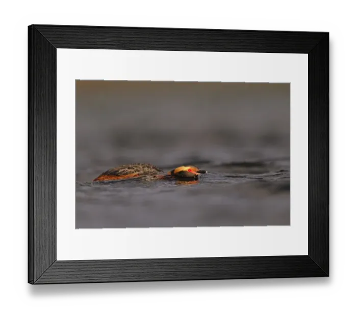 Framed Print : Slavonian Grebe (Podiceps auritus) adult, breeding plumage, in aggressive posture on water, Iceland, June Framed Print : Slavonian Grebe (Podiceps auritus) adult, breeding plumage, in aggressive posture on water, Iceland, June