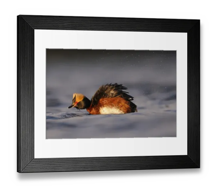 Framed Print : Slavonian Grebe (Podiceps auritus) adult, breeding plumage, shaking water from feathers on water, Iceland, June