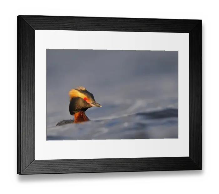 Framed Print : Slavonian Grebe (Podiceps auritus) adult, breeding plumage, swimming between waves, Iceland, June Framed Print : Slavonian Grebe (Podiceps auritus) adult, breeding plumage, swimming between waves, Iceland, June