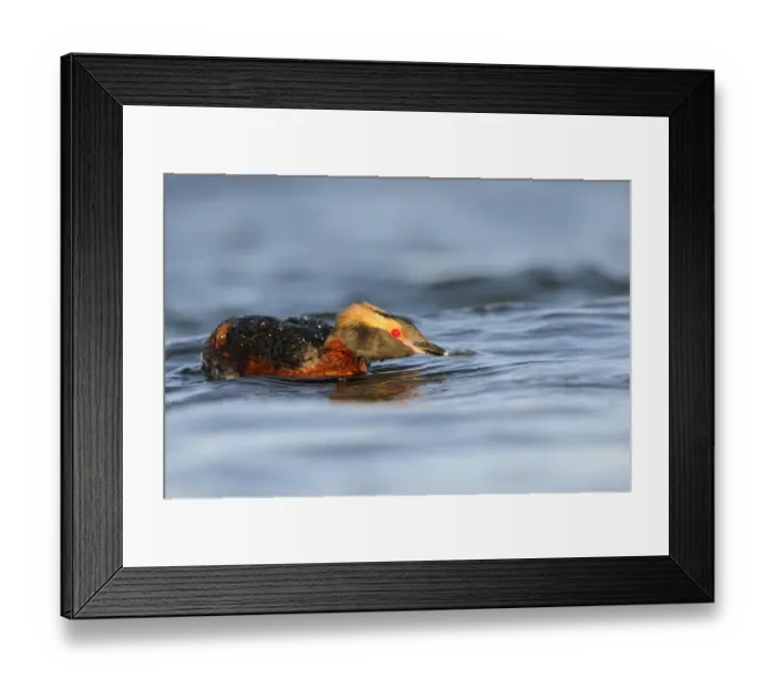 Framed Print : Slavonian Grebe (Podiceps auritus) adult, breeding plumage, in aggressive posture on water, Iceland, June Framed Print : Slavonian Grebe (Podiceps auritus) adult, breeding plumage, in aggressive posture on water, Iceland, June