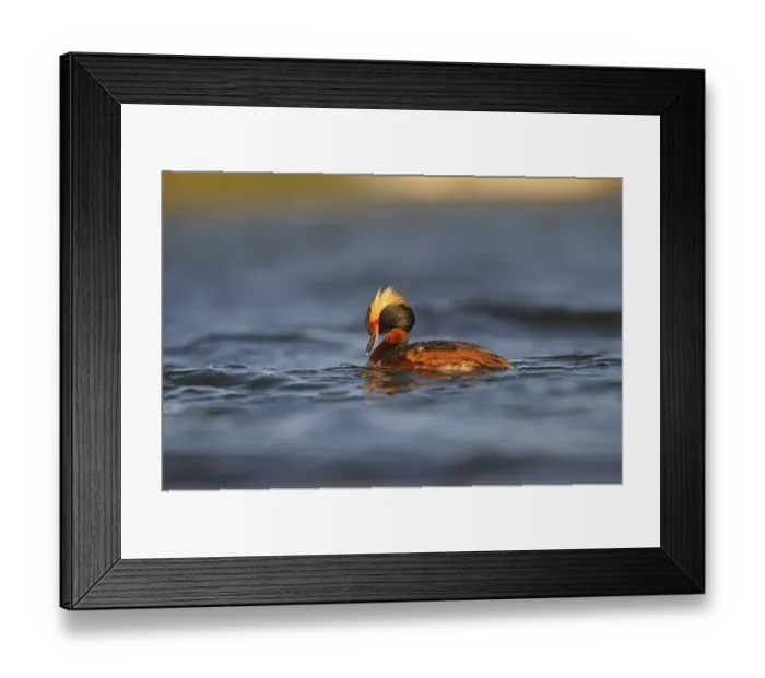 Framed Print : Slavonian Grebe (Podiceps auritus) adult, breeding plumage, swimming, Iceland, June