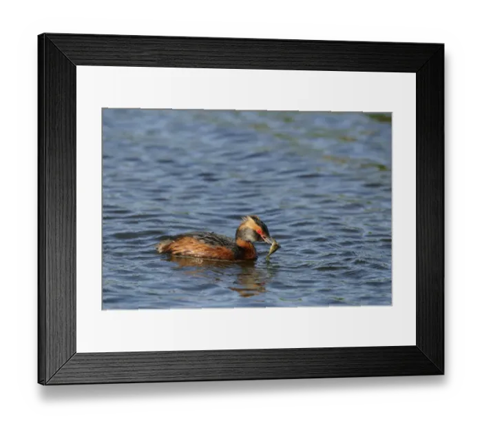 Framed Print : Slavonian Grebe (Podiceps auritus) adult, breeding plumage, swimming with fish in beak, Iceland, June Framed Print : Slavonian Grebe (Podiceps auritus) adult, breeding plumage, swimming with fish in beak, Iceland, June