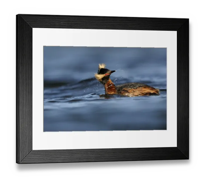 Framed Print : Slavonian Grebe (Podiceps auritus) adult, breeding plumage, shaking head on water, Iceland, June Framed Print : Slavonian Grebe (Podiceps auritus) adult, breeding plumage, shaking head on water, Iceland, June