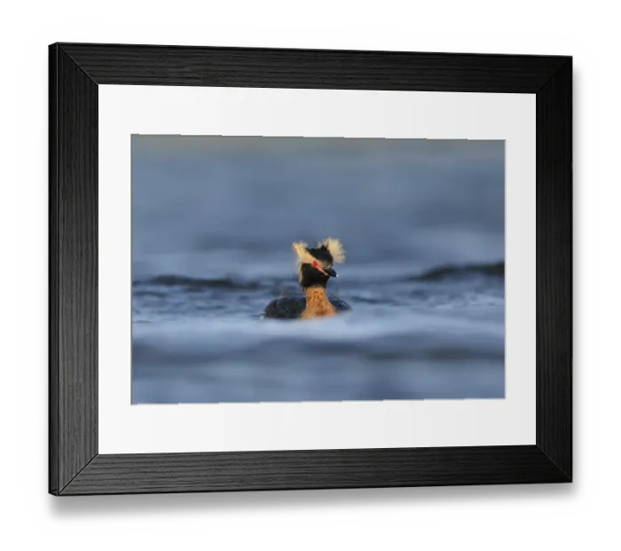 Framed Print : Slavonian Grebe (Podiceps auritus) adult, breeding plumage, displaying with crests raised on water, Iceland, June Framed Print : Slavonian Grebe (Podiceps auritus) adult, breeding plumage, displaying with crests raised on water, Iceland, June