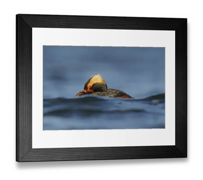 Framed Print : Slavonian Grebe (Podiceps auritus) adult, breeding plumage, resting on water, Iceland, June Framed Print : Slavonian Grebe (Podiceps auritus) adult, breeding plumage, resting on water, Iceland, June