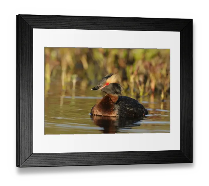 Framed Print : Slavonian Grebe (Podiceps auritus) adult, breeding plumage, swimming, Iceland, June Framed Print : Slavonian Grebe (Podiceps auritus) adult, breeding plumage, swimming, Iceland, June
